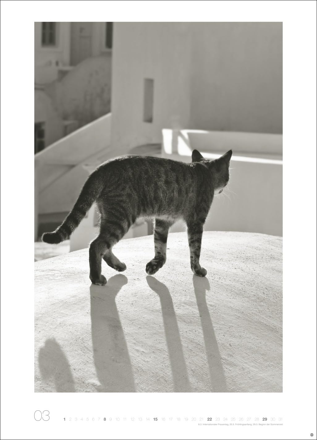 Cats Edition Kalender 2026: Elegante Samtpfoten in schwarz-weiß in einem XXL-Kalender. Tierkalender 2026 im Großformat. Hochwertiger großer Fotokalender für Katzenfans.