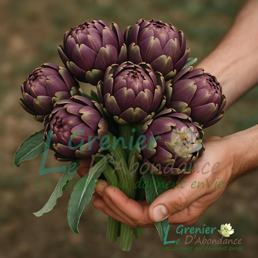 Le Grenier d'Abondance ARTICHAUT Violet de Provence Cynara scolymus 10 graines