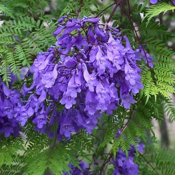Jacaranda Mimosifolia Neel Mohar Live Plant (B0CWZ9PYGV) Amazon Price History, Amazon Price Tracker