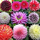 Rare Beautiful Perennial Mixing Color Dahlia Flowers Seeds 100PCS