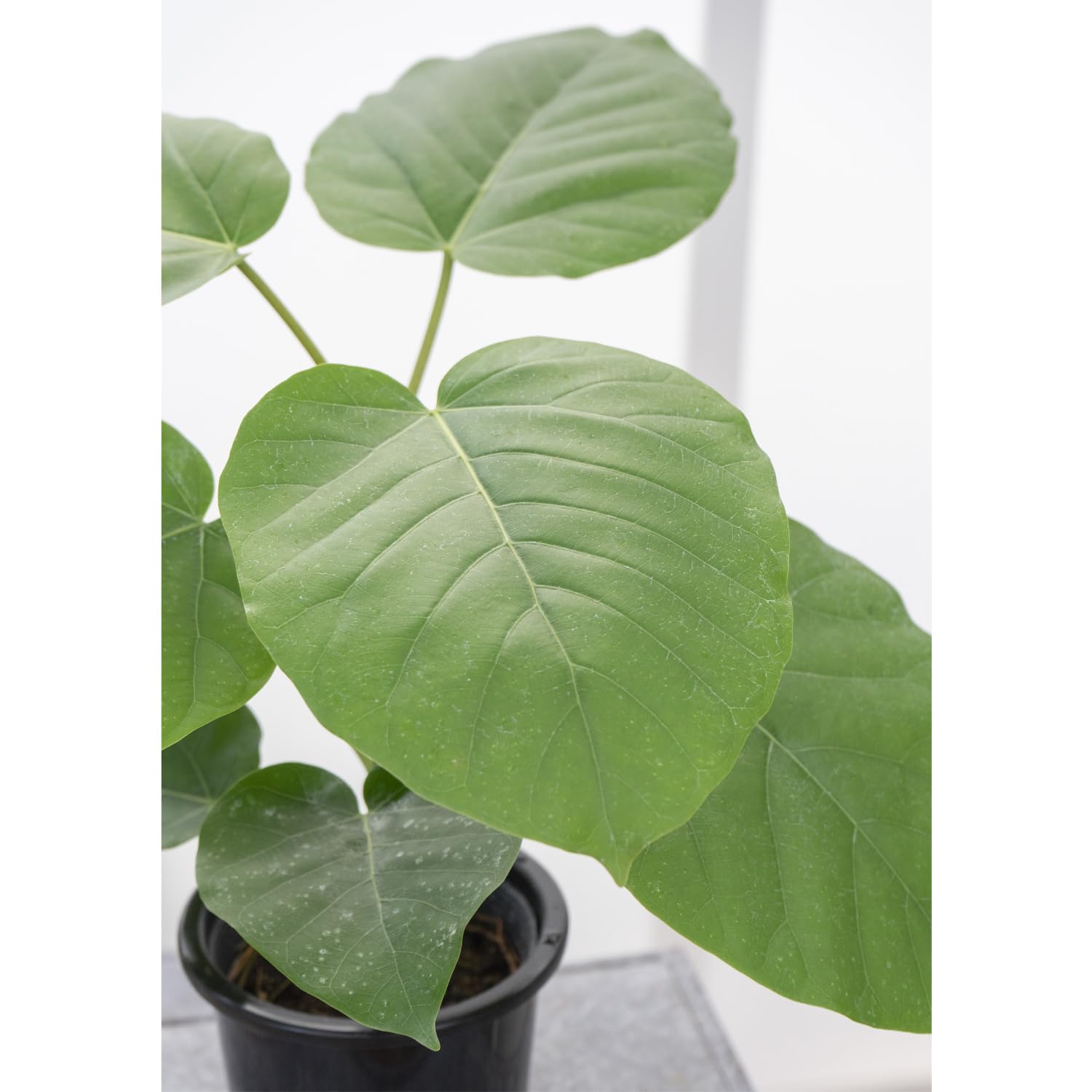Amazon.co.jp: 観葉植物 フィカス ウンベラータ 4号 1鉢 鉢皿付き Easy