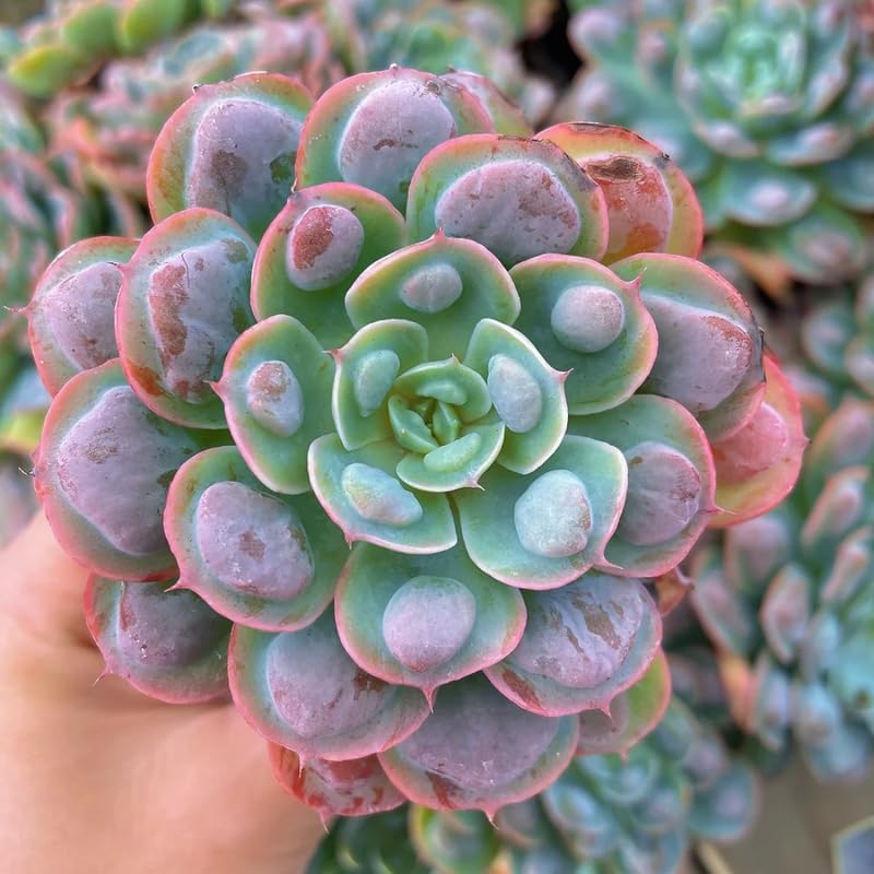 Miniatura 4 de Echeveria Suculents - Plantas vivas para plantar, suculentas de Echeveria vivas, plantas de Echeveria vivas, suculentas de Echeveria vivas, lluvia