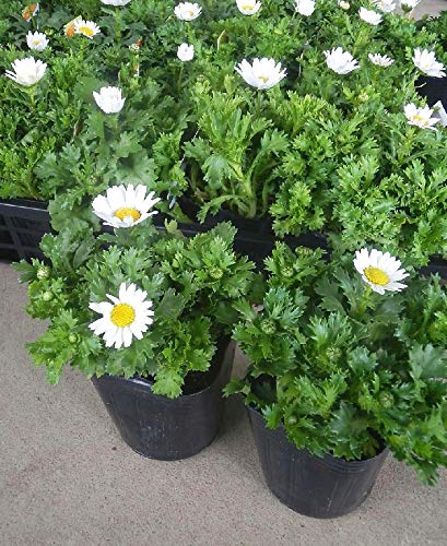 Amazon.co.jp: ノースポール 8ポットセット 3号苗 花苗 セット販売