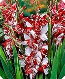 Florece cada año Adecuado para plantar bulbos de Gladiolos perennes, brillantes y hermosas, Exquisitas flores cortadas y plantas verdes vivas.-20Bulbos