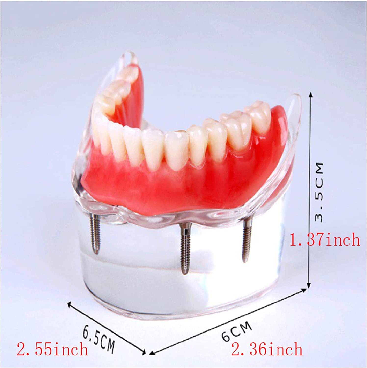 Modello Anatomico, Modello Scheletrico, Modello di Denti Implantari, Modello Didattico per Studio Odontoiatrico, per Protesi su Impianti E Unghie, Modello di De