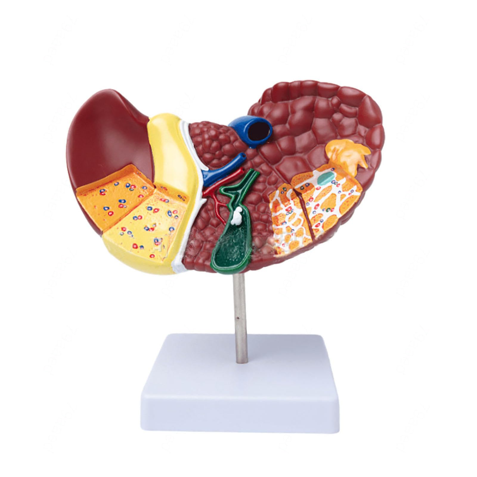 Naturalnej wielkości model anatomiczny wątroby człowieka z podstawą i wyraźną teksturą oraz cechami patologicznymi Model raka wątroby do prezentacji dydaktycznej Materiały do nauki