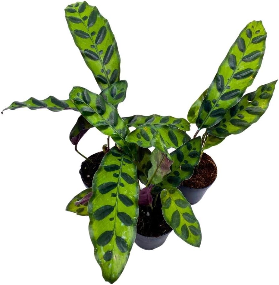 BubbleBlooms Calathea Rattlesnake 2 inch Set of 3 Lancifolia Prayer Plant Tiny Mini Pixie Plants