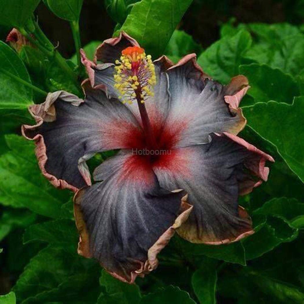 Gurveplantationi® - Hibiscus Gudhal Flower Plant Live with Beautiful Plastic Pot. (Beige) (B09X64QTLH) Amazon Price History, Amazon Price Tracker
