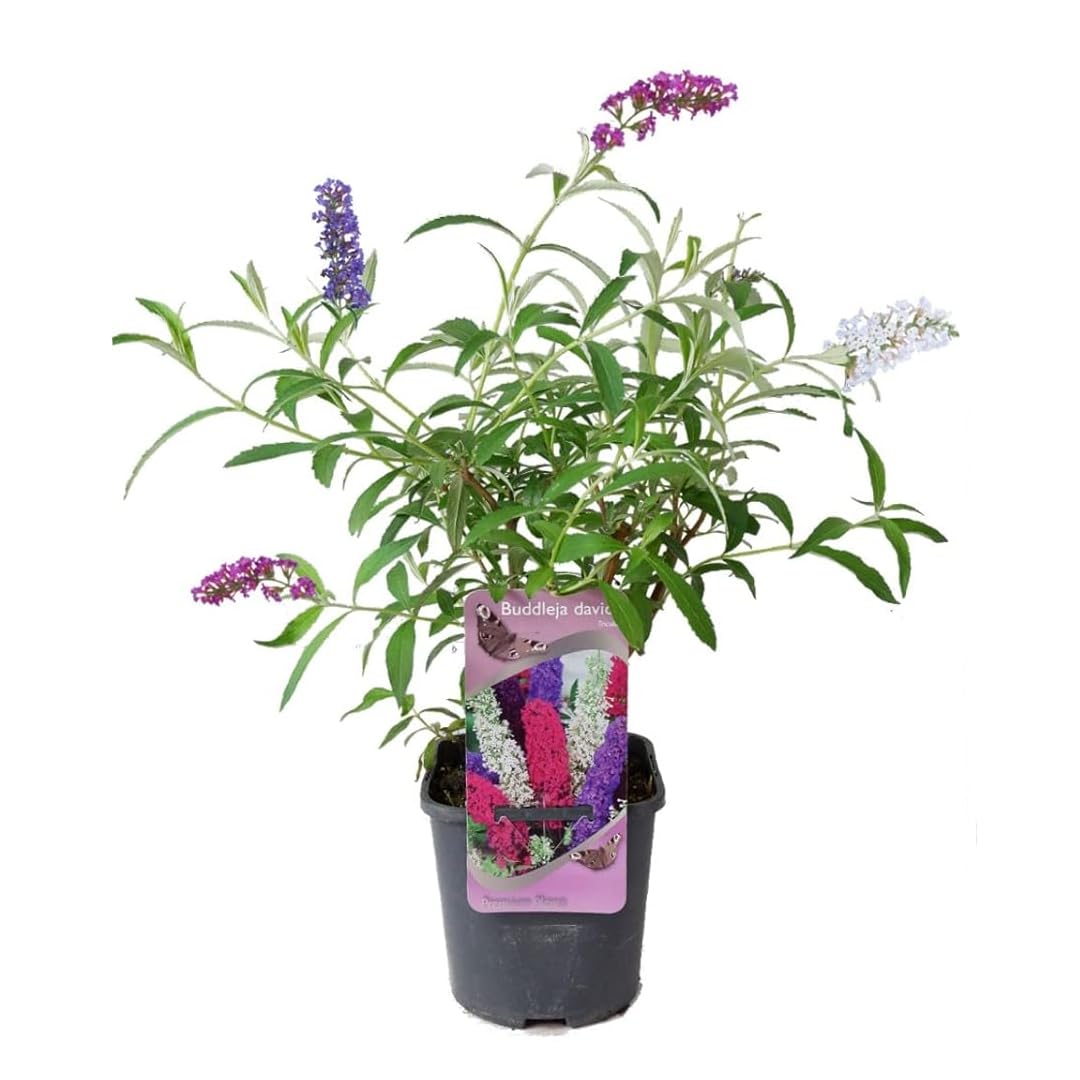 Albero delle Farfalle, Buddleja Davidii Tricolor, Buddleia Pianta in Vaso ø18 cm h 60/100 cm, Pianta Vera Vivaio di Castelletto