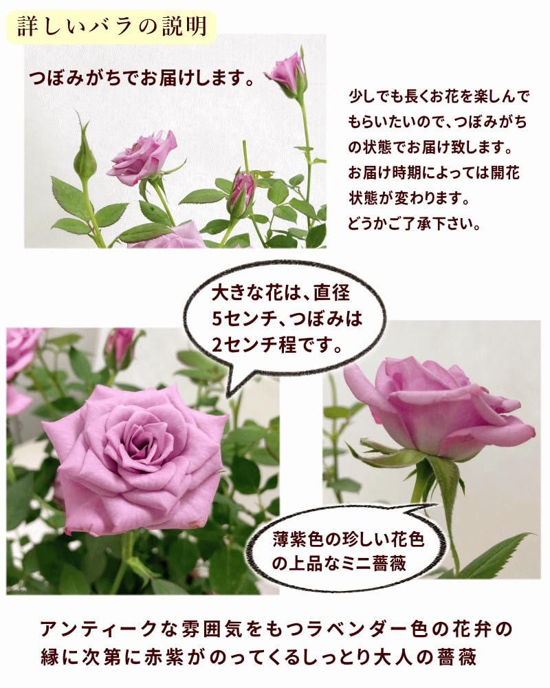 Amazon.co.jp: 5月13日発送 2026母の日プレゼント遅れてごめんなさい