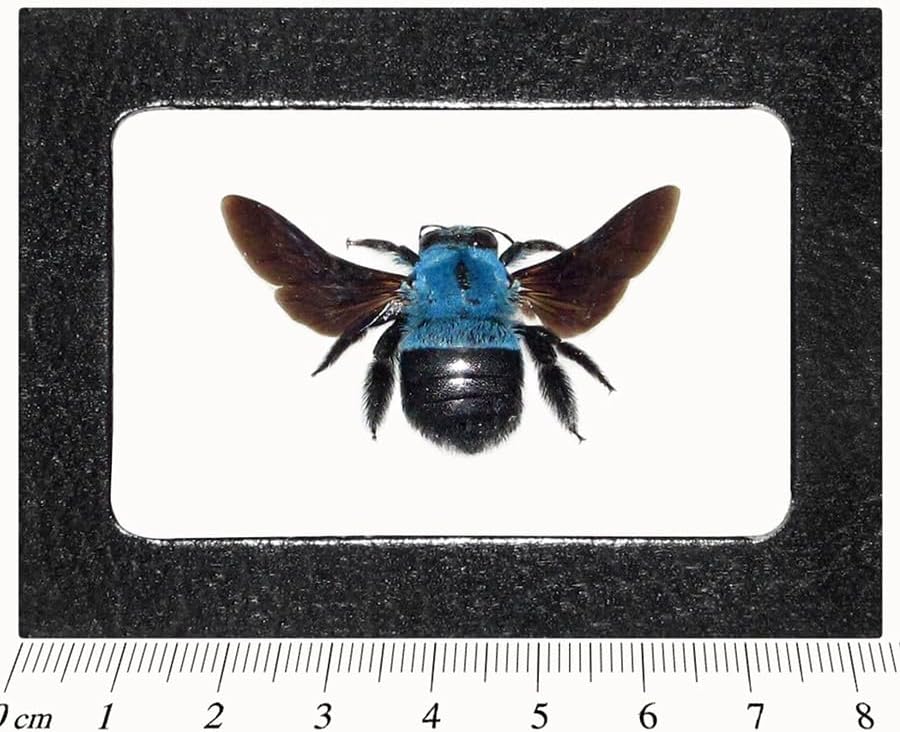 BicBugs Xylocopa caerulea Real Framed Bumblebee Blue Carpenter BEE Indonesia