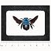 Real Framed Bumblebee Blue Carpenter BEE Xylocopa CAERULEA Indonesia