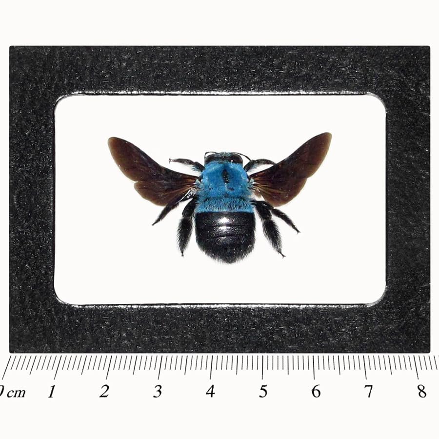 Amazon.com: BicBugs Xylocopa caerulea Real Framed Bumblebee Blue