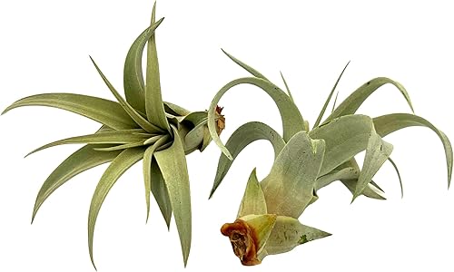Miniatura 7 de Planta de aire vivo  Tillandsia Xerographica Pup, regular 2-4 pulgadas  1 unidad  Ideal para regalos y regalos, plantas de interior vivas y plantas