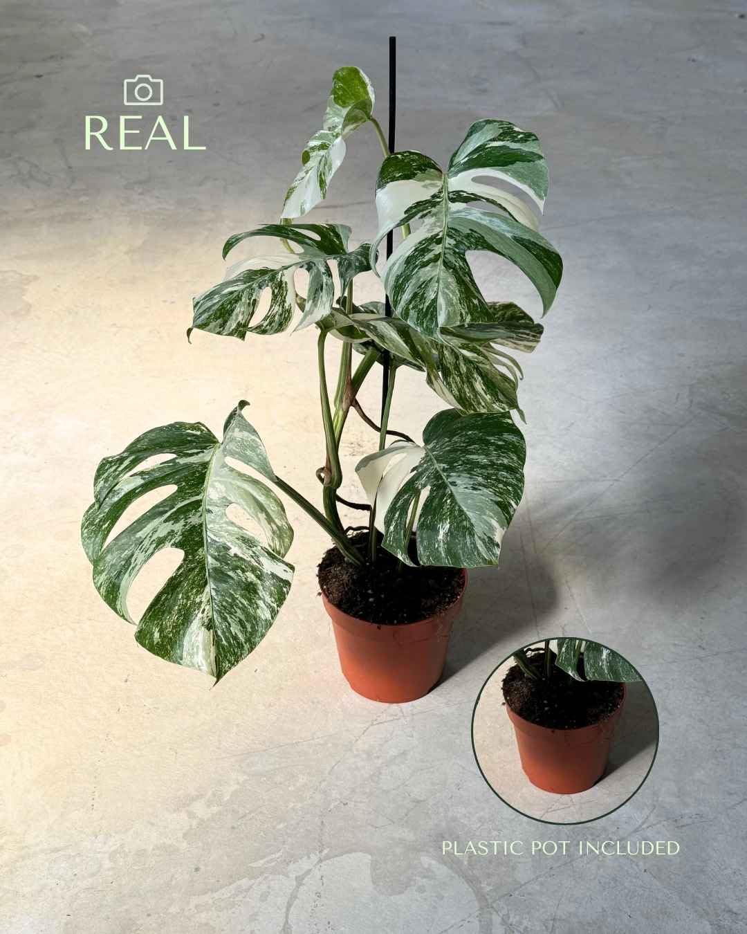 PUR PLANT Monstera Variegada | Costilla de Adán Variegada (Monstera deliciosa) | Planta Natural de Interior Grande | Maceta de Ø 16 cm