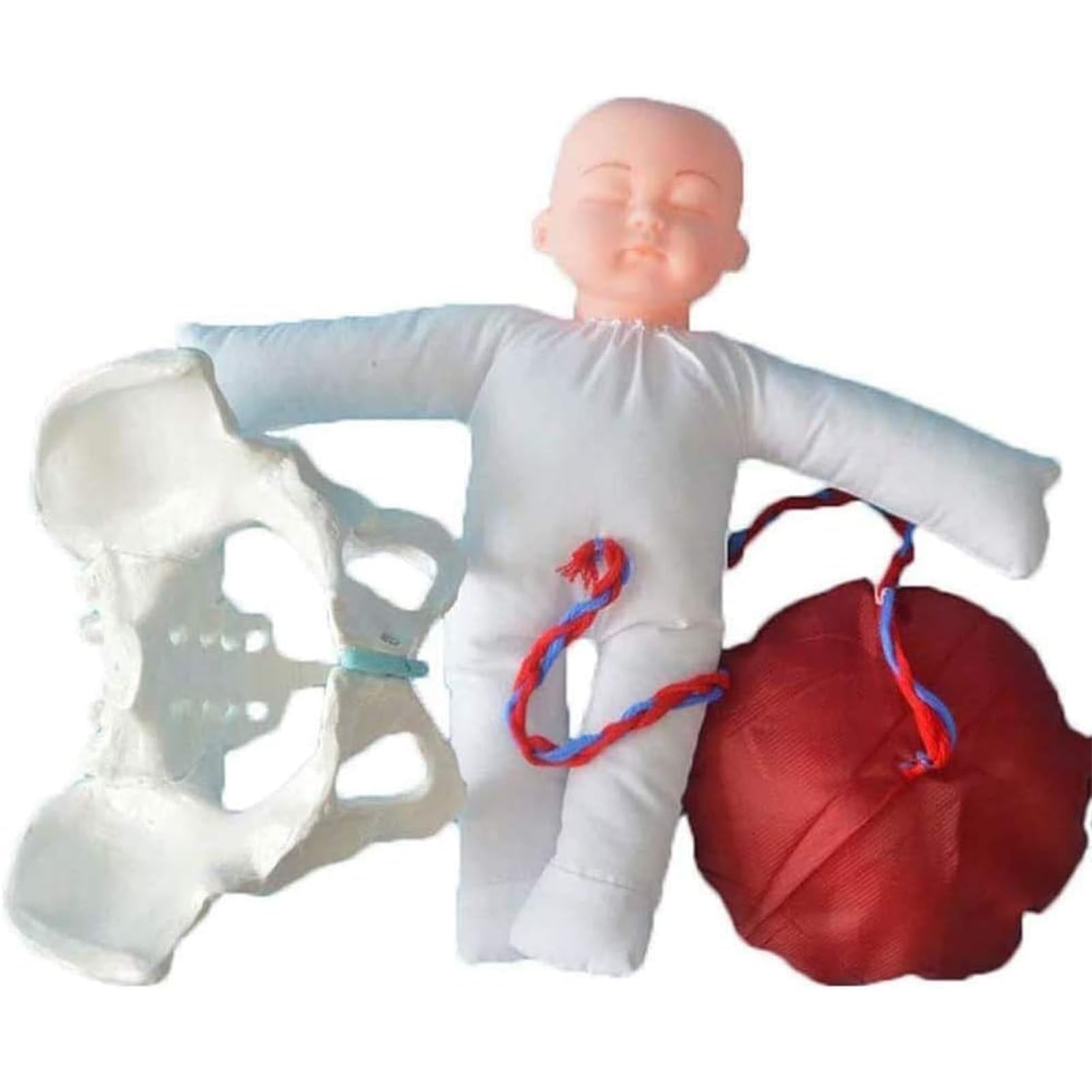 YNIYUJKL Childbirth Demonstration Pelvis Model,Life Size Female Pelvis Childbirth Model With Baby, Umbilical Cord, Placenta,Gynecology Teaching Anatomy Model