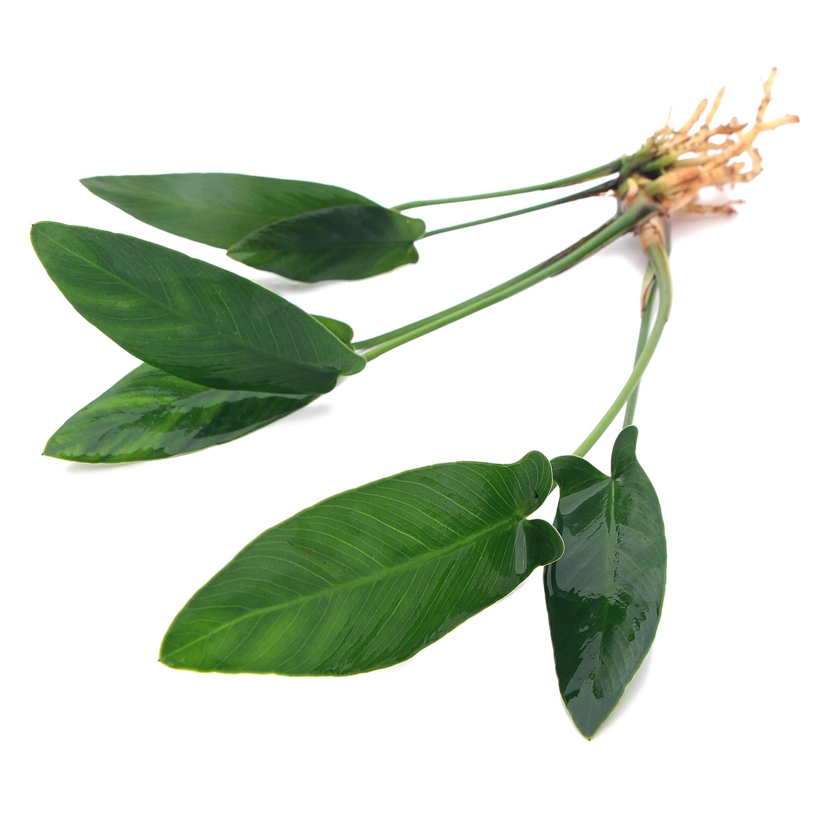 Anubias Hastifolia Live Aquarium Plant Low Maintenance Midground for Freshwater Tropical Tank K2aqua