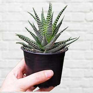 Live Zebra Plant/Succulent Haworthia Plant – Mini Indoor Decorative Cactus Style | Home Décor, Office Desk, Study Table, S... Price In India