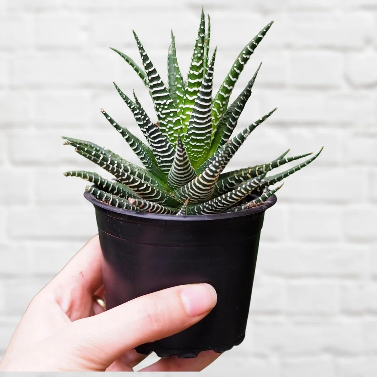 Live Zebra Plant/Succulent Haworthia Plant – Mini Indoor Decorative Cactus Style | Home Décor, Office Desk, Study Table, Set of 1pcs Without Pot-image-26