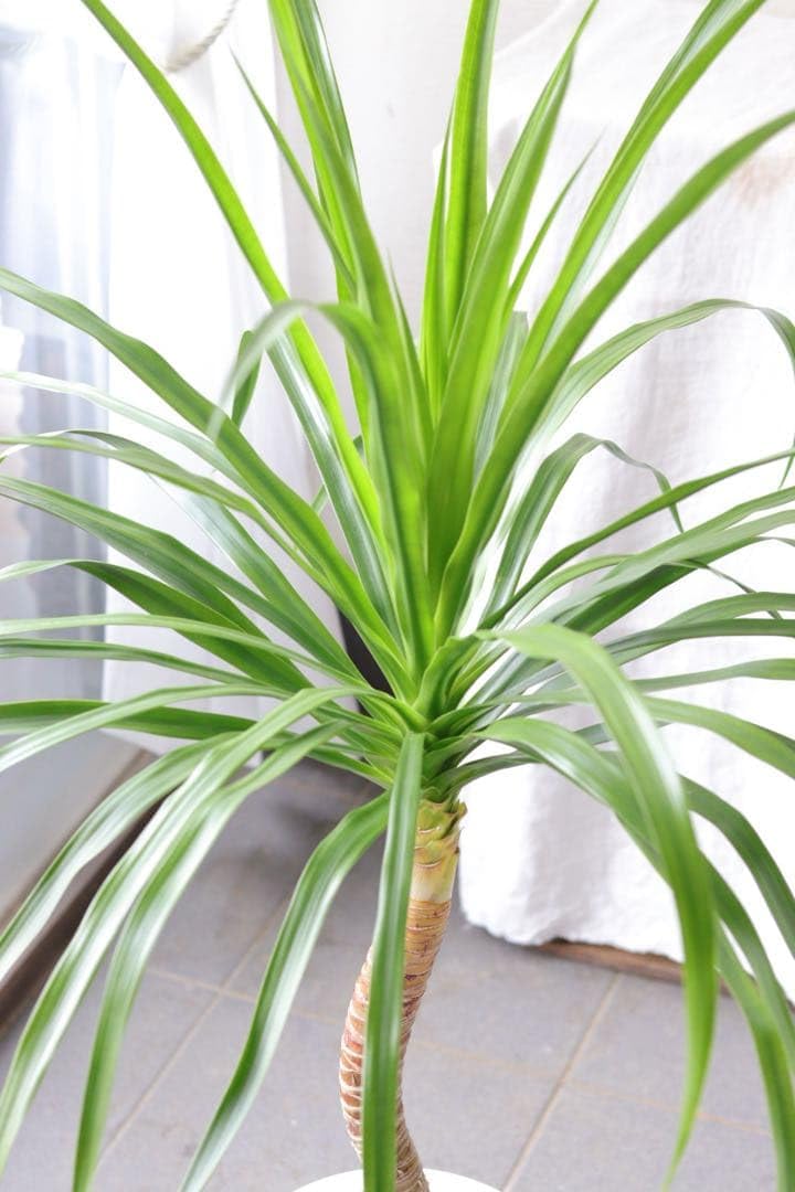 リゾート系観葉植物❤︎ドラセナ【カンボジアーナ】 Amazon｜リゾート系観葉植物︎ドラセナ【カンボジアーナ】｜観葉植物
