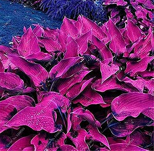 100 Pcs Mixed Hosta Jardin Perennials Lily Flower Pot White Lace Diy Home Garden Ground Cover Garden Plant - (Color: P) #TOP5