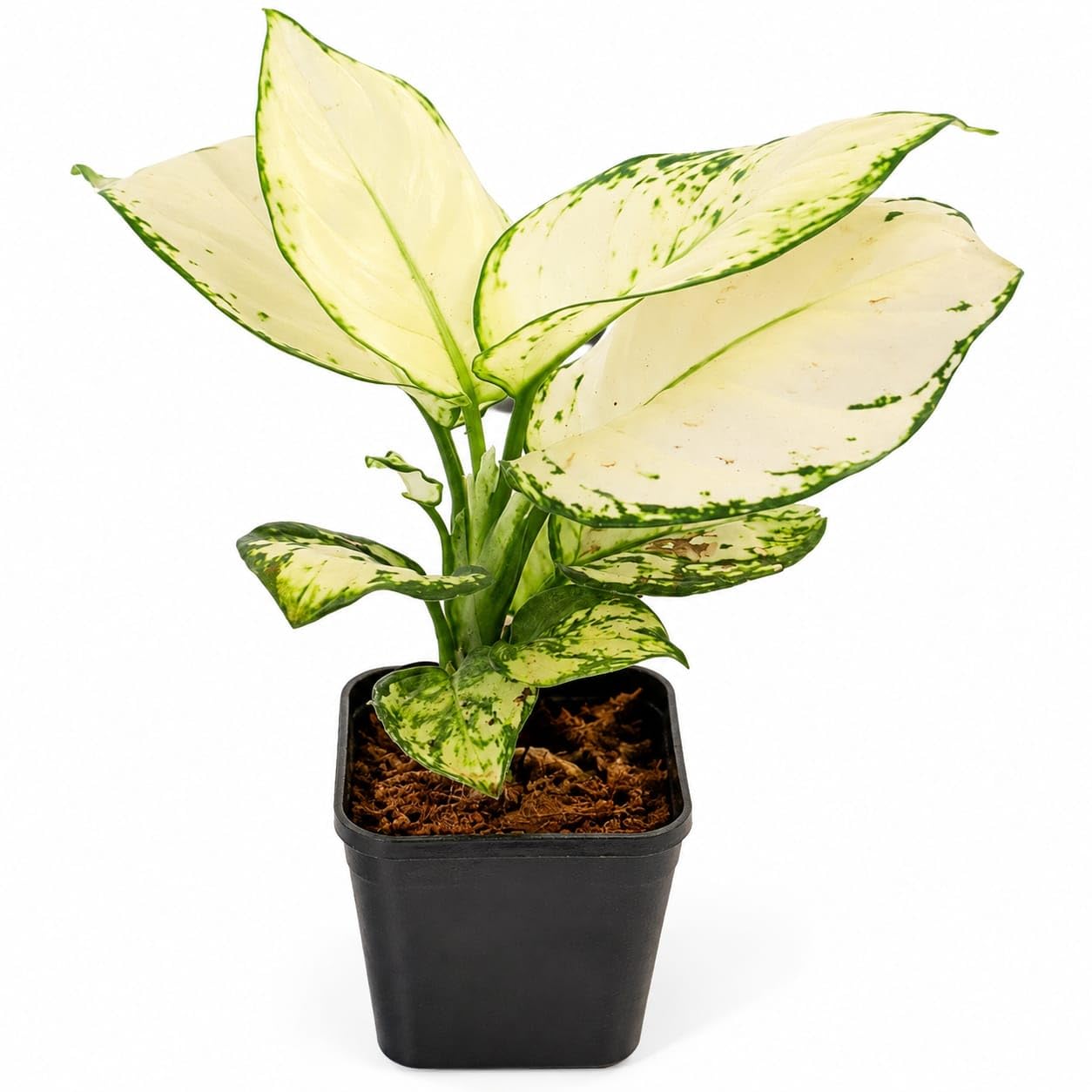 Aglaonema White Plant with Gro Pot | Indoor Plant for Home Decor | Rare Nature Live Indoor Plant for Living Room, Home Garden & Office-image-36