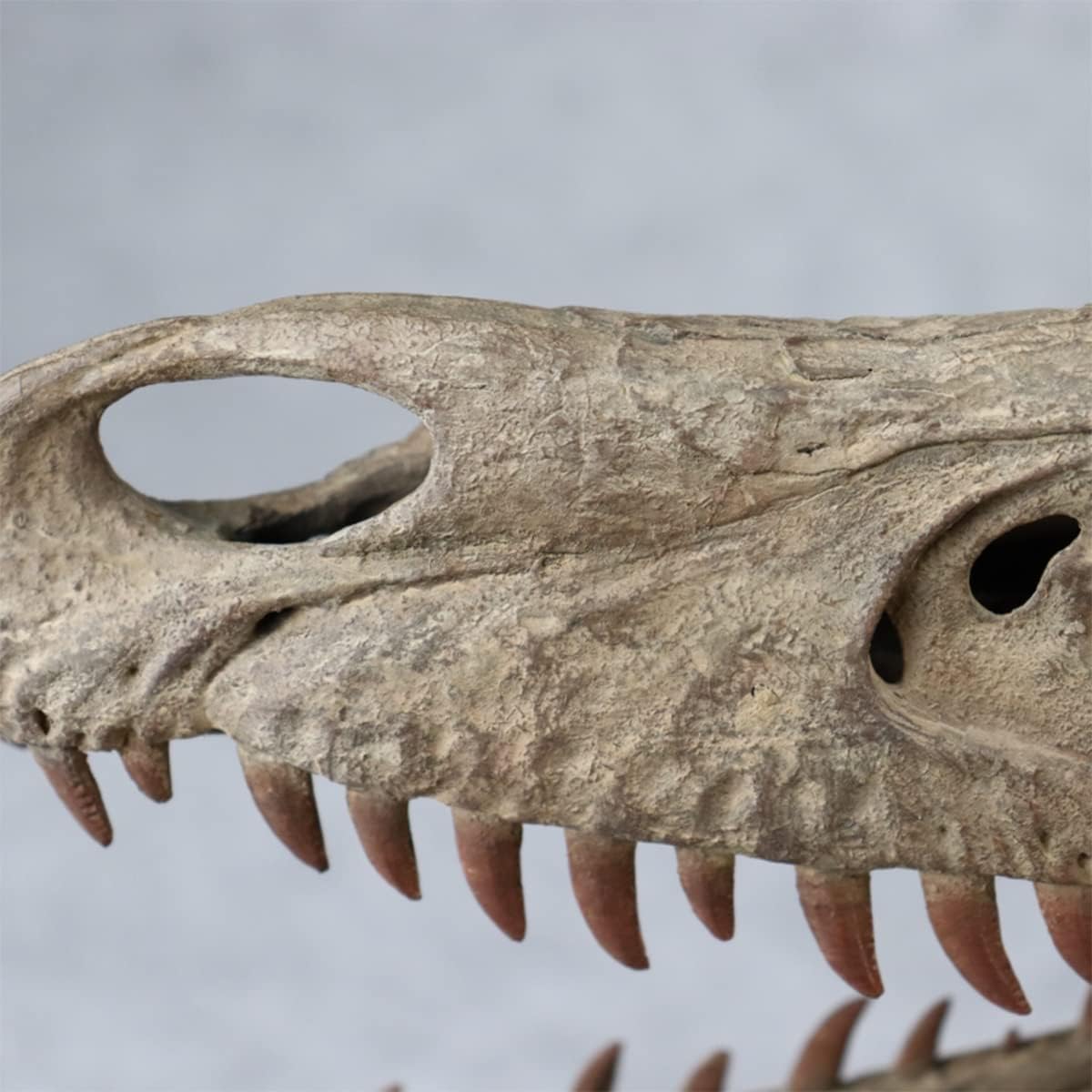 木彫　恐竜　バンビラプトル　頭骨模型実物大12cm 木彫 恐竜 バンビラプトル 頭骨模型実物大12cm - メルカリ