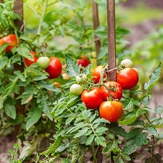 1KG Growmore Multipurpose Plant Food All Purpose Fertiliser Ready to Use, Ideal for fast growing fruits and vegetables