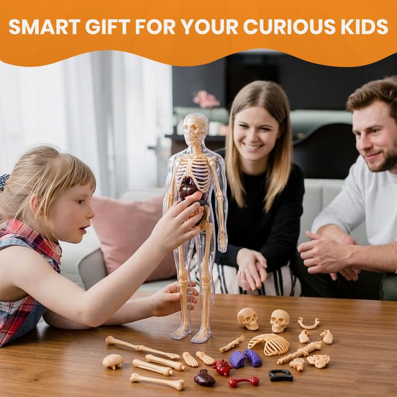 NHR Interactive Human Body Model for Kids 5-12 Years | 29 Pieces Anatomy Kit with Dynamic Body Parts | Birthday Gift | STEM Educational Learning Science Toys & Kits for 5,6,7,8,9,10,11,12 Years 4