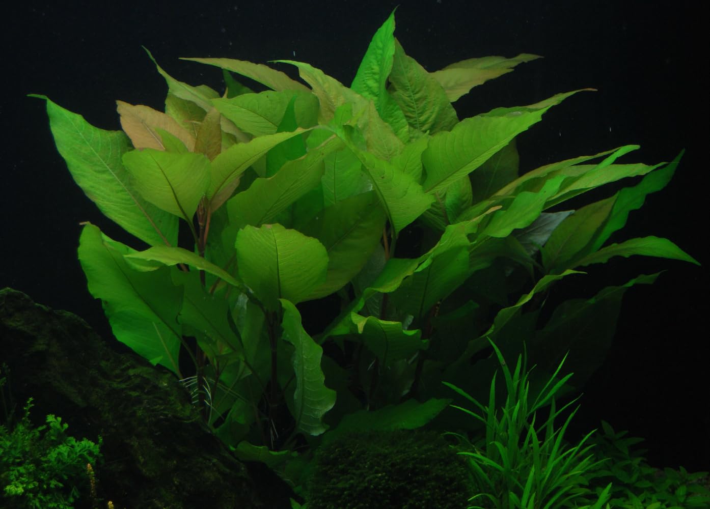 Hygrophila corymbosa plante aquarium vert