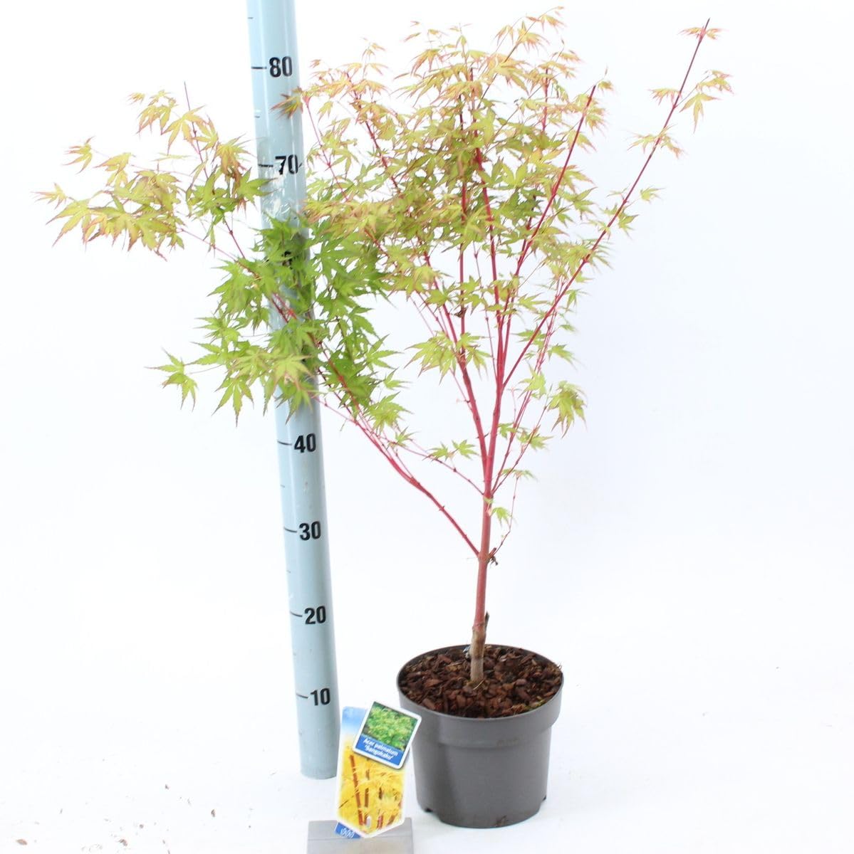 Acero rosso giapponese "Acero palmatum Sango Kaku" pianta in vaso ø18 cm h. 80/100 cm Vivaio di Castelletto