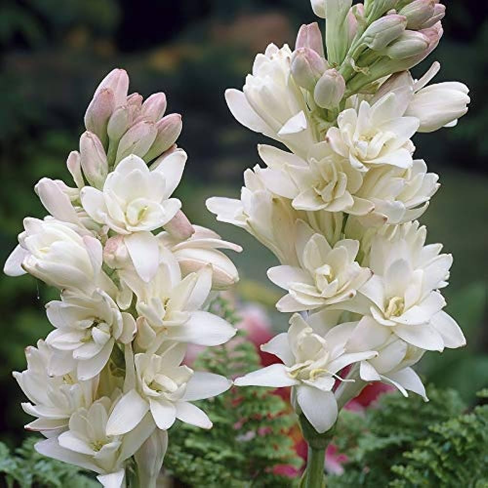 See full amazon price history chart for Plantogallery Tuberose Double Flower Bulbs - Pack Of 1 Bulbs Plantogallery Tuberose Double Flower Bulbs - Pack Of 1 Bulbs (B0CG3448SM) Amazon Price History, Amazon Price Tracker