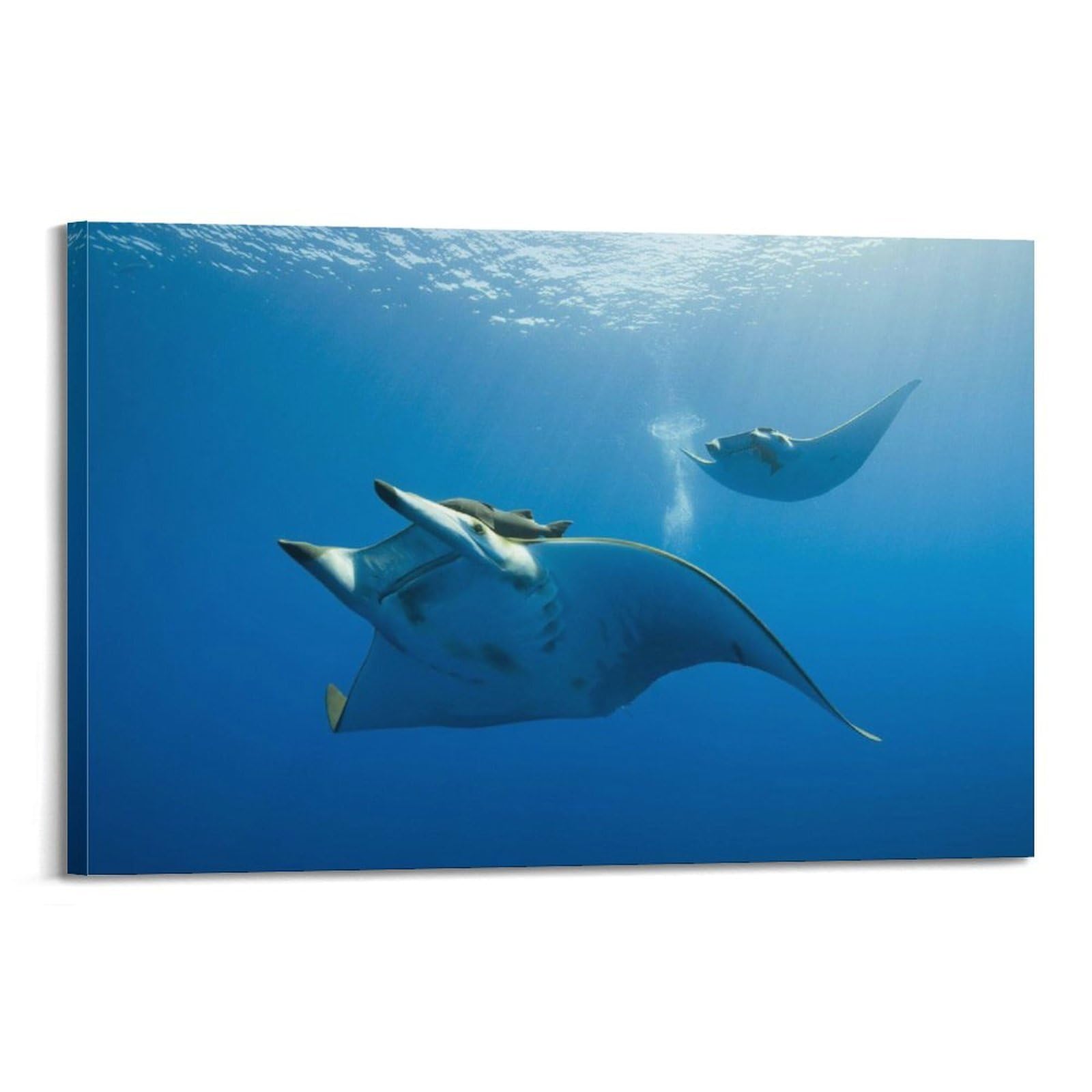 WZKTCL Beautiful Sea Creatures Poster Poster Decorative Painting Canvas Wall Posters And Art Picture Print Modern Family Bedroom Decor Posters 24x36inch(60x90cm)