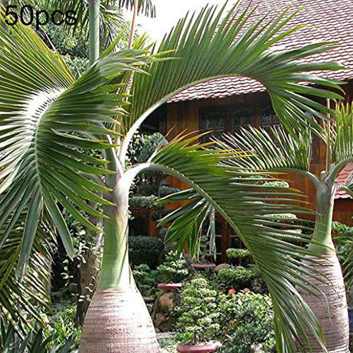 lamta1k Palm Tree Seeds,50Pcs Bottle Palm Tree Seeds Tropical Plant Home Garden Balcony Bonsai Decor - Palm Tree Seeds