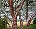 50 Paperbark Cherry Tree Seeds, Prunus Serrula