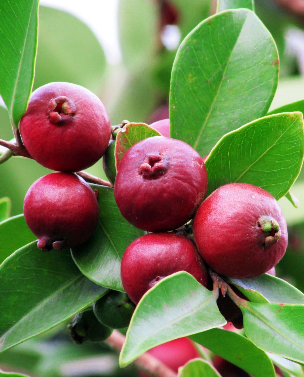 Pianta Di Limone Guave (Psidium Lucidum) – Albero Da Frutto, 110-125 Cm, In Vaso - 3