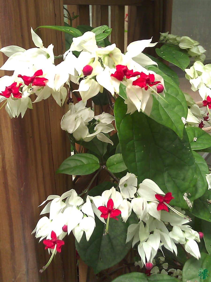 Bleeding Heart Vine (Clerodandrum Thomsoniae) Creepers & Climbers Flower Plant Indoor Outdoor Living Plants Pack of 1 (B0CJKMMJXH) Amazon Price History, Amazon Price Tracker