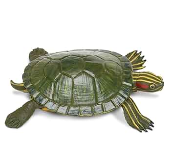 ミドリガメ 619q0SRNjvL._UF350,350_QL50_.jpg