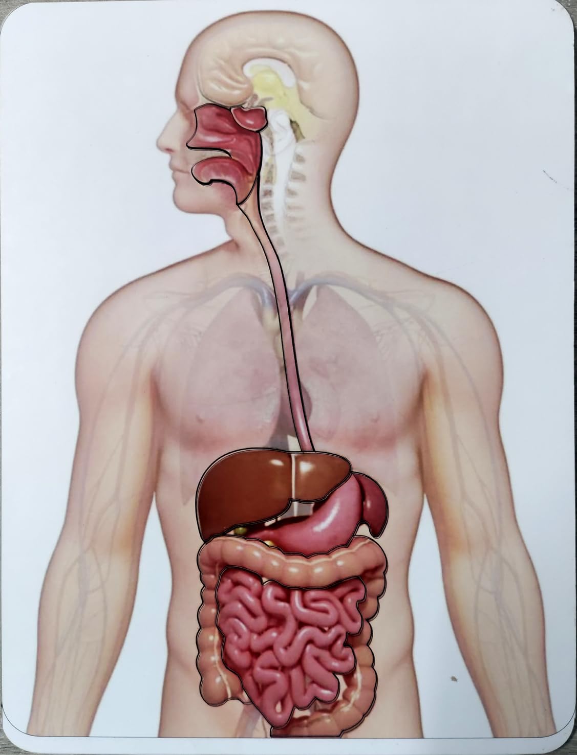 T & T Human Biology Anatomy Digestive System Multi Color Zig Puzzle for Kids Boys- Girls (B0DFVCYMYR) Amazon Price History, Amazon Price Tracker