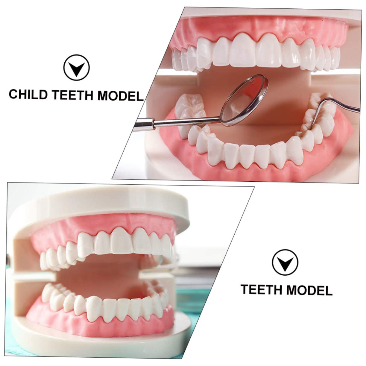1pc Tooth Model Teaching Study Teeth Teeth Model Plastic Teeth Model Kids Teaching Teeth Model Typodont Demonstration Model Demonstration Oral Model Oral Study Supplies