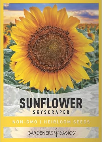 Semillas de girasol gigantes para plantar flores: (rascacielos) es una variedad de flores solares de polinización abierta, sin OMG, semillas de