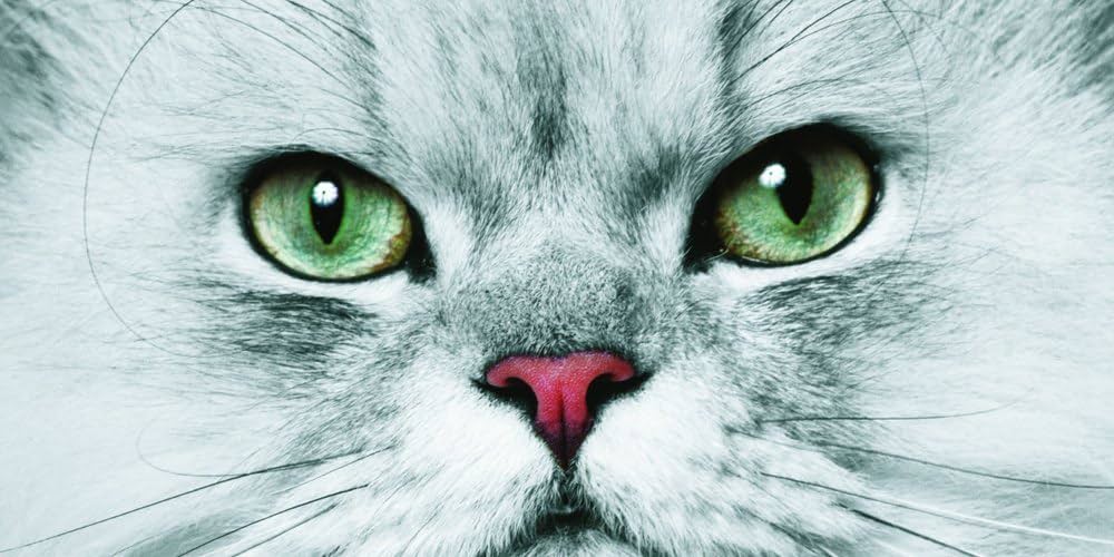 ねこページ ねこに転生したおじさん×WEGOコラボステッカー – WEGO ONLINE STORE