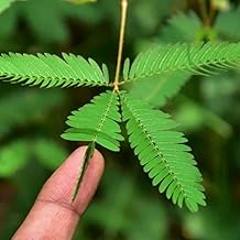 OCCIDENT Pudica Shy Chui Mui Mimosa Pudica Touch Me Not Plant (Pack of 1) (Size 6-12 Inch Ka Podha) Lajwanti Sensitive Plant Grow Your Own Shy (1)