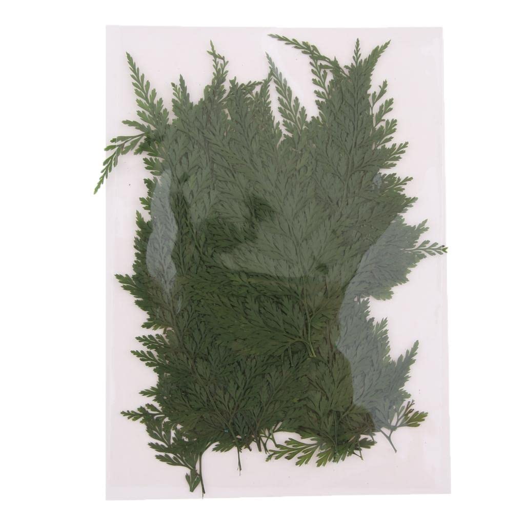 50Pcs Natural Real Dried Fern Leaves Pressed DIY Phone Case Decor Bookmarks| Home Arts & Crafts | Floral Crafts | Dried Botanicals & Potpourri | Dried Flowers-image-44