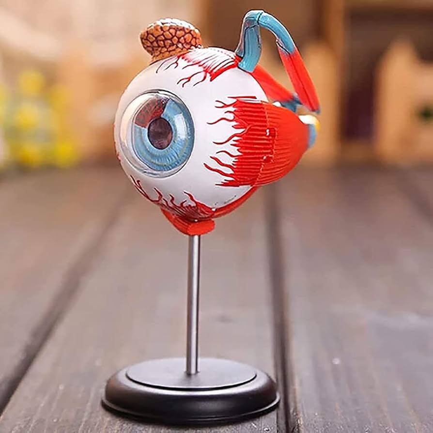 Amazon.co.jp: 眼模型、眼球解剖模型、32分解可能人体器官模型科学研究