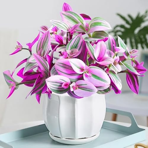 Wandering Jew Live Plant, Pink Tradescantia Nanouk Succulent Plant Live
