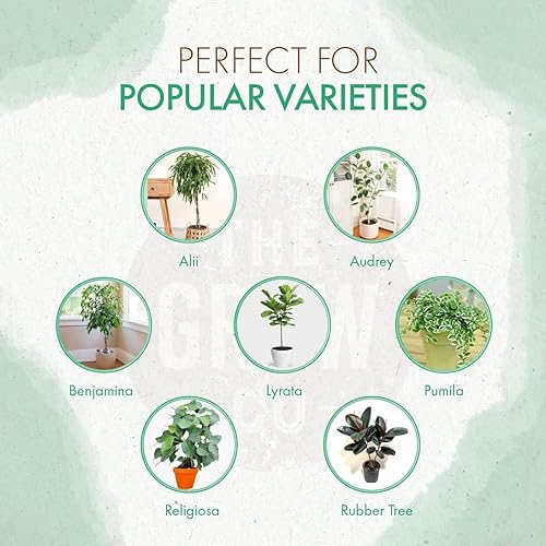 Alimento para plantas de higuera de hoja de violín pellets de fertilizante de liberación lenta para higos en maceta nutrientes constantes para