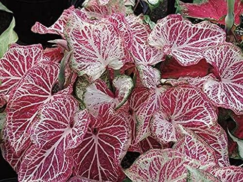 Caladium 'Peppermint' (2 B'ulbs) Size #2