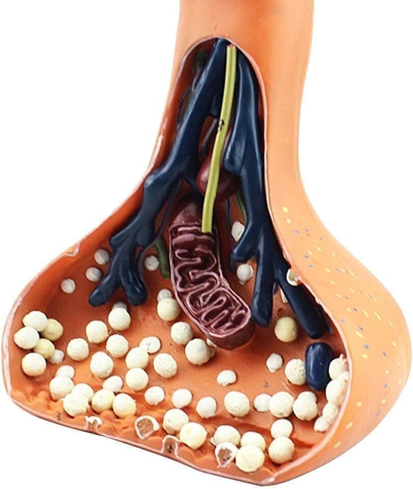 Teaching Model, Human Nerve Synapse Model, Learning Props Human Nerve Synapse Model, 9 Digital Sign Nerve Ending Synaptic Knob Model for Medical Students Eco-Friendly Display image 4