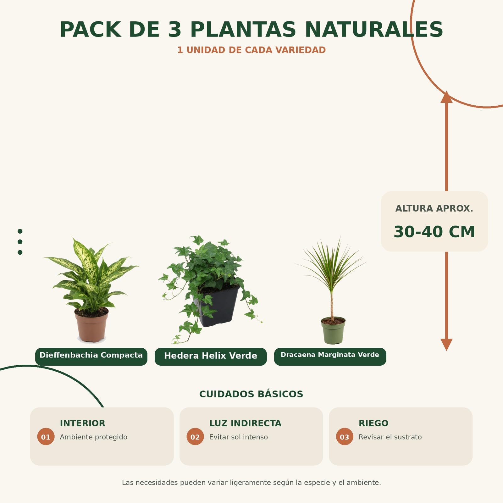 DECOALIVE Pack 3 Plantas: Dieffenbachia Compacta, Hiedra Verde y Drácena